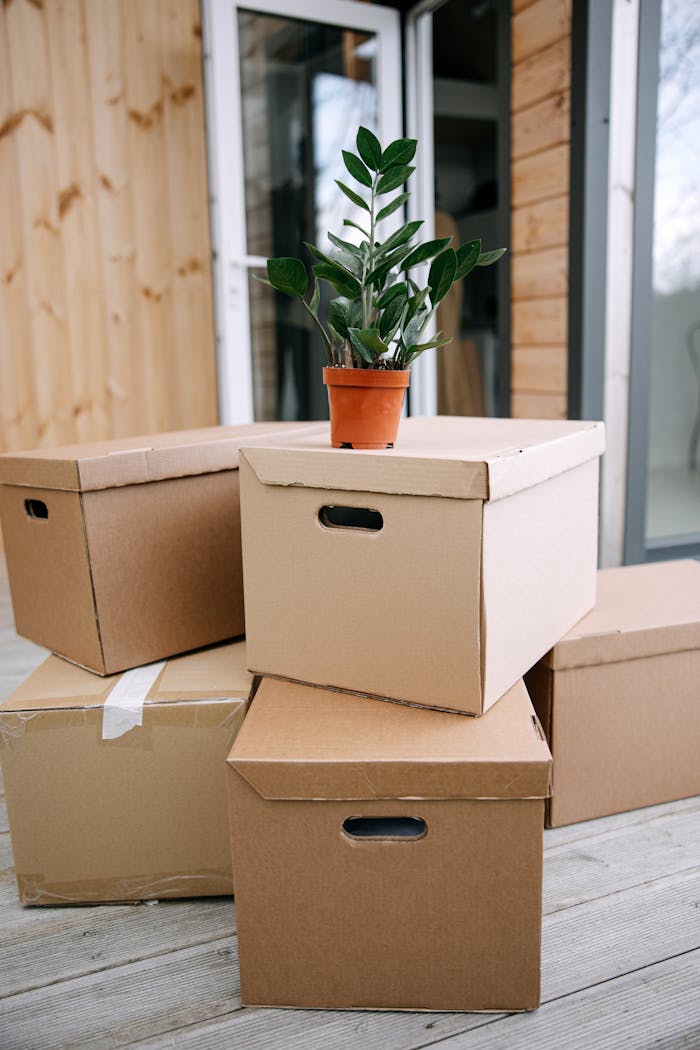 Brown Cardboard Box With Green Plant